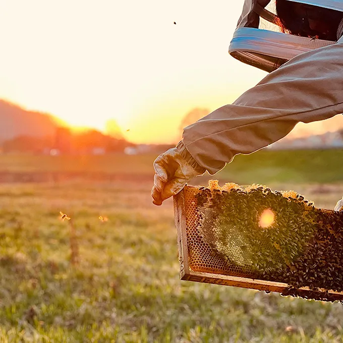 昆虫牧草地の設立
